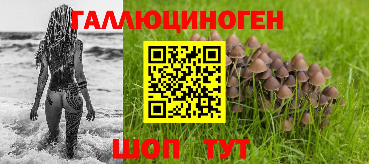 Бийск  Галлюциногенные грибы Psilocybine cubensis  Вход с VPN 